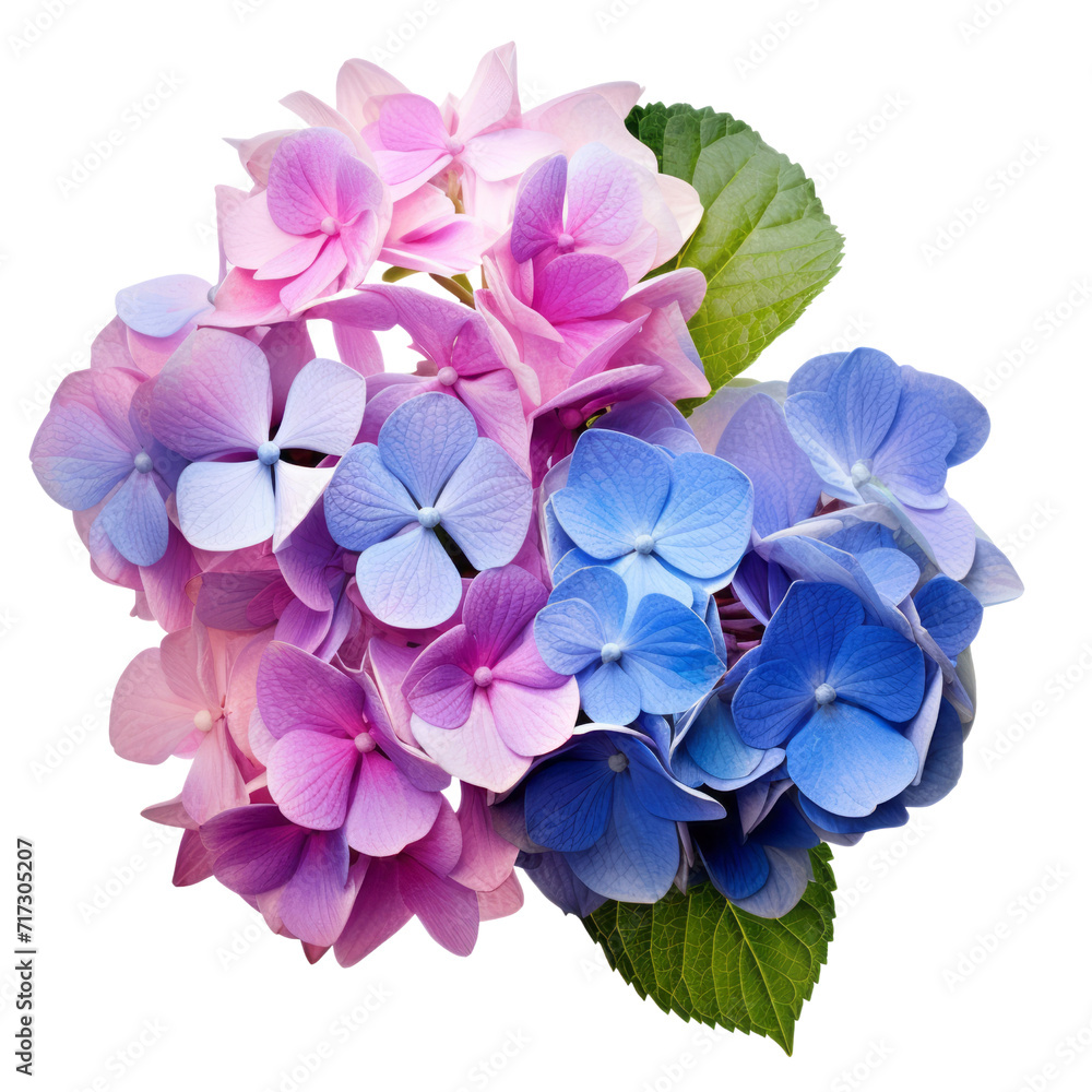 flower - Hydrangea flower arrangement in blue, pink, and purple from the top view