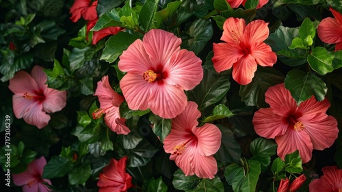Wallpaper Mural Vivid hibiscus flowers in a tropical garden, generative ai Torontodigital.ca