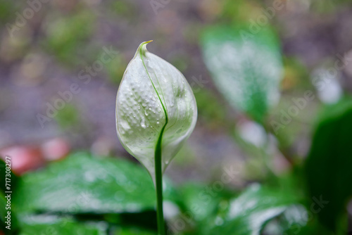 Close-up of white anthurium flowers blooming in the garden