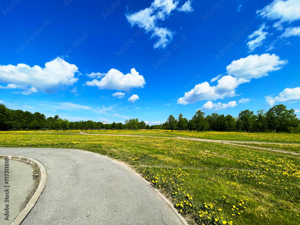 Obraz premium Summer asphalt road among flowers