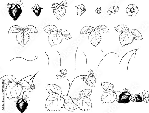ペンで描いた苺の線画