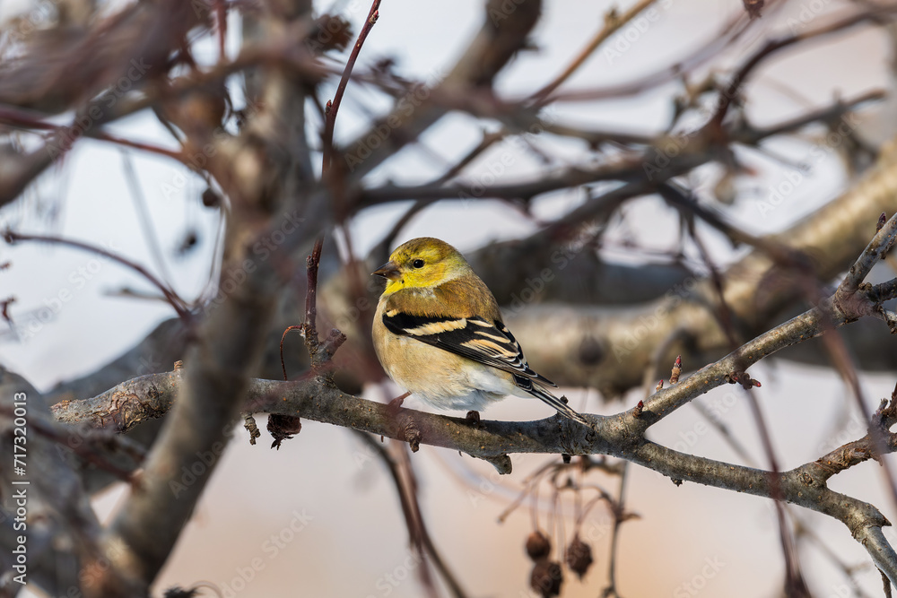 Fototapeta premium American Goldfinch sitting on a branch on an overcast winter day. In winter males and females alike are colored in subtler brown. Flocks of goldfinches congregate in weedy fields and at feeders.