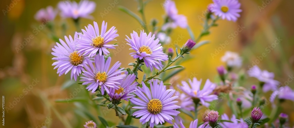 Wild fall plant called Symphyotrichum squamatum or Aster squamatus in the Compositae family. Wild fall plant called Symphyotrichum squamatum or Aster squamatus in the Compositae family.
