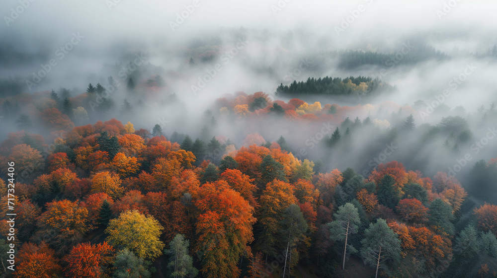 Misty Autumn Forest Aerial View
