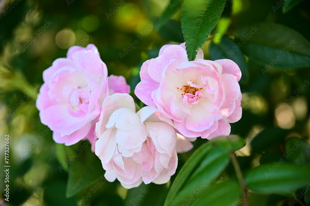 The image showcases a field of these vivid rose flowers in an autumn garden with selective focus, highlighting the intricate details of a single blossoming rose against the blurred backdrop of nature. The image showcases a field of these vivid rose flowers in an autumn garden with selective focus, highlighting the intricate details of a single blossoming rose against the blurred backdrop of nature.