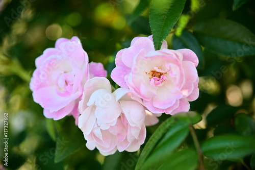 The image showcases a field of these vivid rose flowers in an autumn garden with selective focus, highlighting the intricate details of a single blossoming rose against the blurred backdrop of nature.