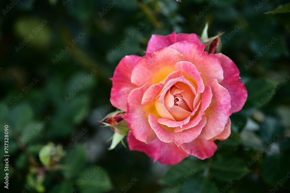 The image showcases a field of these vivid rose flowers in an autumn garden with selective focus, highlighting the intricate details of a single blossoming rose against the blurred backdrop of nature. The image showcases a field of these vivid rose flowers in an autumn garden with selective focus, highlighting the intricate details of a single blossoming rose against the blurred backdrop of nature.
