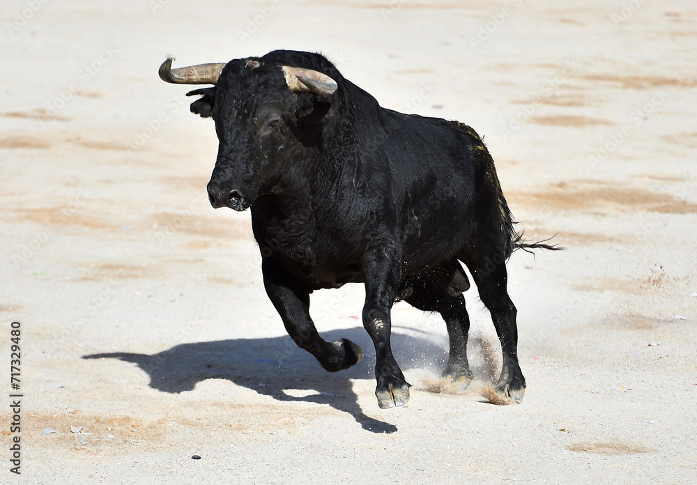 bull with big horns in spain bull with big horns in spain
