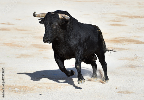 bull with big horns in spain