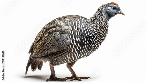 Angola's Chicken