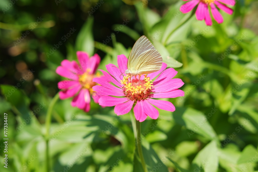 Butterfly on pink zinnia flower in the garden. Butterfly on pink zinnia flower in the garden.