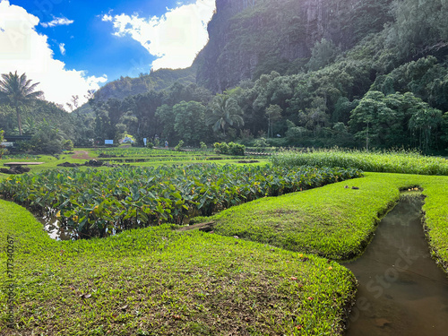 Restored lo’i kalo (taro field) in Haena State Park in Kauai.