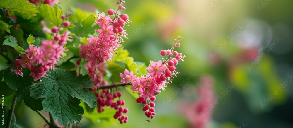Ribes sanguineum, commonly known as Flowering Currant or Red flowering Currant Ribes sanguineum, commonly known as Flowering Currant or Red flowering Currant
