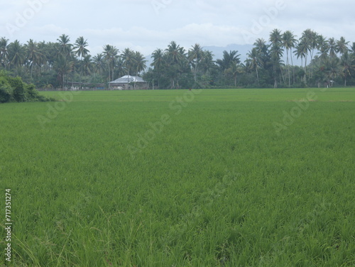 Green Rice Fields and Mountain Natural Landscapes at Sunrise in Gorontalo, Indonesia