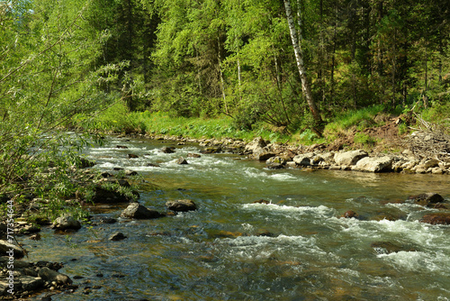 A small, turbulent river with a rocky bottom and banks flows down from the mountains through a dense birch forest on a sunny summer morning.