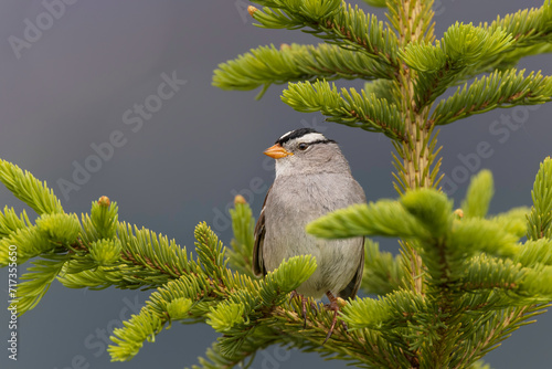 Male White-crowned Sparrow in Alaska photo