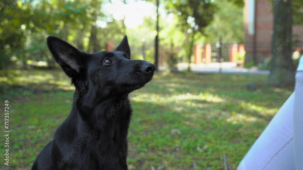 Black German Shepherd training in park on sunny day Handler motivates dog with food, rewarding it for obedient behavior and following commands owner hand treats a pet with a treat during a walk Black German Shepherd training in park on sunny day Handler motivates dog with food, rewarding it for obedient behavior and following commands owner hand treats a pet with a treat during a walk