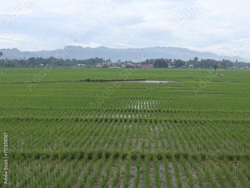 Green Rice Fields and Mountain Natural Landscapes at Sunrise in Gorontalo, Indonesia