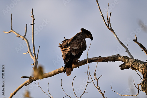 Juvenile Bald Eagle - Haliaeetus leucocephalus at Sacramento NWR photo