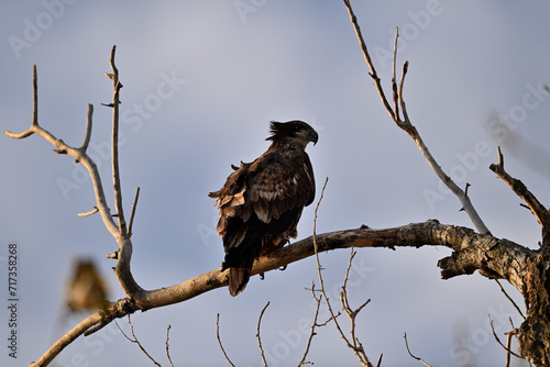 Juvenile Bald Eagle - Haliaeetus leucocephalus at Sacramento NWR photo