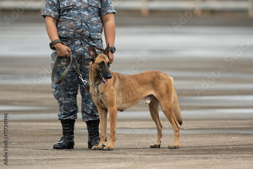 Canvas Print Smart police dog demonstrations to attack the enemy