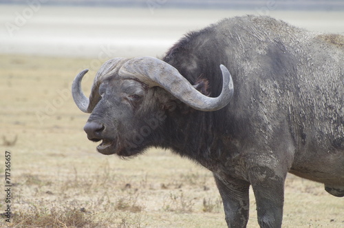 Close-Up of an African Buffalo Standing on the Grassland at the End of the Dry Season  Tanzania