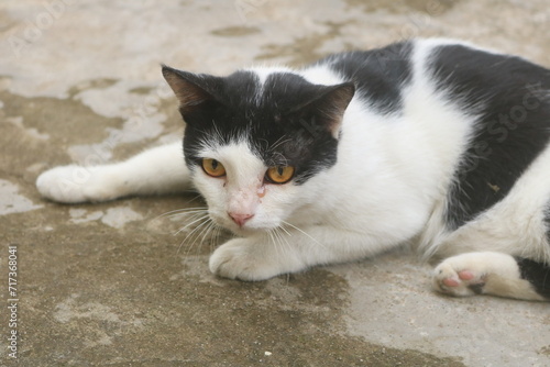 Indonesia's Sumatran wild cat is now widely kept and cared for by the community. Sumatran wild cats are very easy to tame and care for and are easy to feed