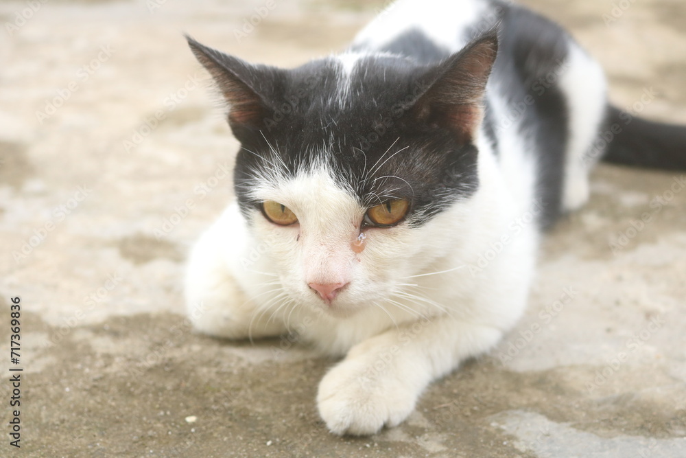 Indonesia's Sumatran wild cat is now widely kept and cared for by the community. Sumatran wild cats are very easy to tame and care for and are easy to feed Indonesia's Sumatran wild cat is now widely kept and cared for by the community. Sumatran wild cats are very easy to tame and care for and are easy to feed