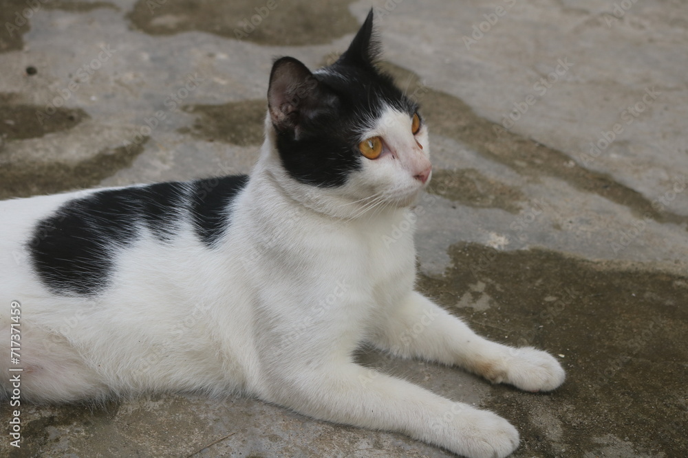 Indonesia's Sumatran wild cat is now widely kept and cared for by the community. Sumatran wild cats are very easy to tame and care for and are easy to feed Indonesia's Sumatran wild cat is now widely kept and cared for by the community. Sumatran wild cats are very easy to tame and care for and are easy to feed