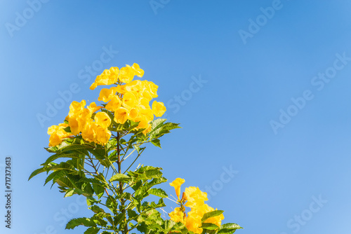 Tecoma stans yellow flowers close-up, yellow trumpetbush, yellow bells, yellow elder, green leaves, blue sky background, beautiful flower texture