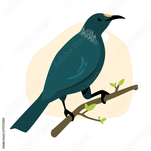 Tui Native Aotearoa New Zealand Bird Flat Graphic Vector Illustration on Isolated Background
