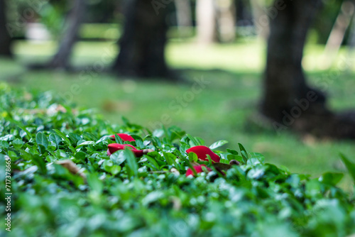 The alkaloids are present in all parts of the plant, but especially in the flowers and seeds. All the alkaloids have toxic effects when ingested and have primarily a curare like effect, causing paraly photo