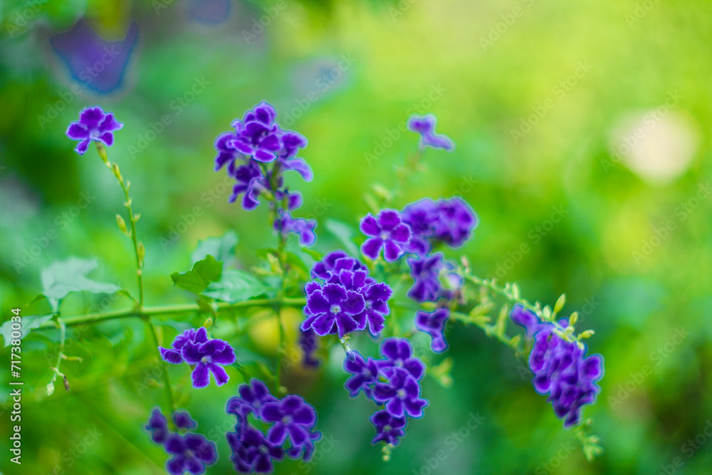 Purple small flowers on blurred background, Selective focus,Blue Flowers of Sapphire Showers (Duranta erecta L) bloom flower on blurred nature background,Close-up of purple flowering plant, Purple small flowers on blurred background, Selective focus,Blue Flowers of Sapphire Showers (Duranta erecta L) bloom flower on blurred nature background,Close-up of purple flowering plant,