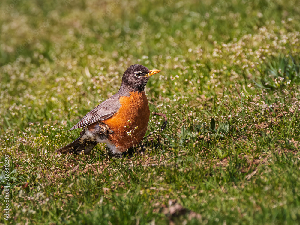 An American robin perching on the grass and looking for some worms An American robin perching on the grass and looking for some worms
