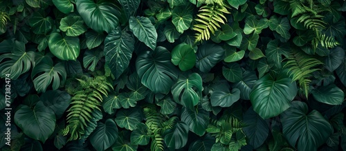 Dark green plants growing in a lush foliage background of tropical leaves like anthurium, epiphytes, or ferns, forming a beautiful green plant wall design in a cloud forest.
