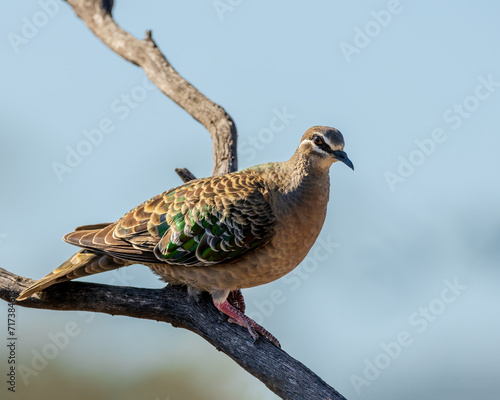 Common Bronzewing (Phaps chalcoptera)