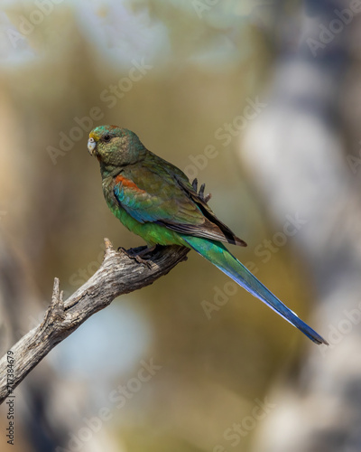 Mulga Parrot (Psephotus varius)