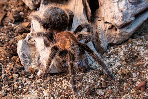 A large tarantula sits on a rock in a desert environment. The tarantula is brown and black, with long, hairy legs. The rock is large and smooth, with a few small plants growing around it. The sun is s photo