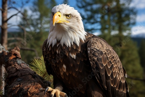 Perched bald eagle surveying its territory from a tall tree  Generative AI