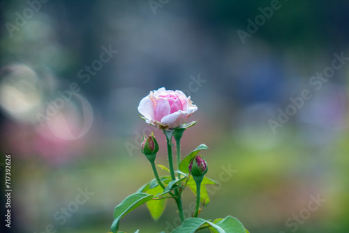 Roses are a symbol of pure love of youth, everyone has the blood of love flowing through their bodies,There are many types of roses, roses that bloom in the morning have a light pink color