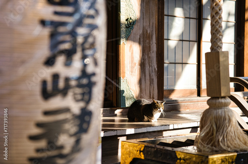Quadro su tela 小野照崎神社の猫