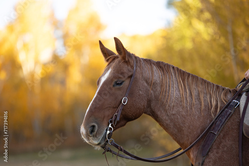 Roan Ranch Horse  photo