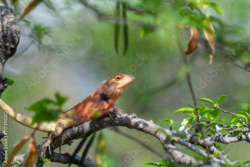 Salamanders on trees often eat insects or insects that are harmful to trees, and they change color to match the color of that tree.Close-up of lizard on leaf,Close-up of lizard on plant