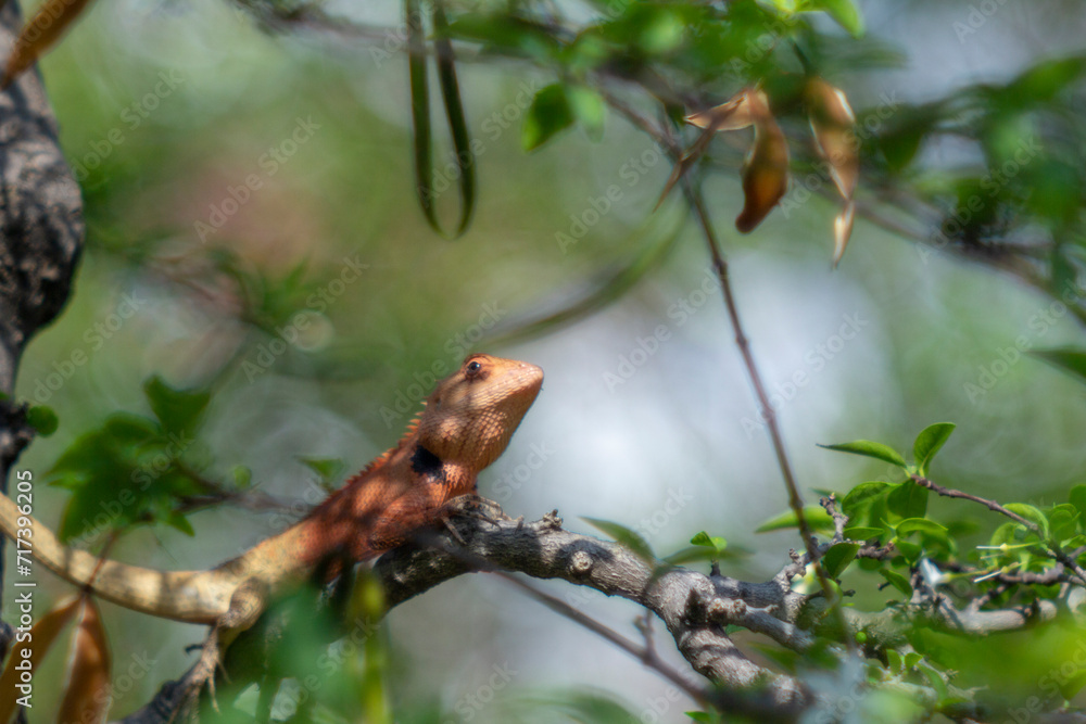 Salamanders on trees often eat insects or insects that are harmful to trees, and they change color to match the color of that tree.Close-up of lizard on leaf,Close-up of lizard on plant