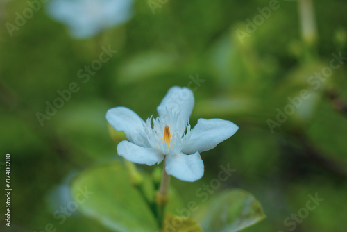 Blooming flower-heads of water jasmine peak prominently beside the buds with atmospheric feel.Branch of white petals wrightia flowering shrub on green leaf background, fragrant plant in a garden,