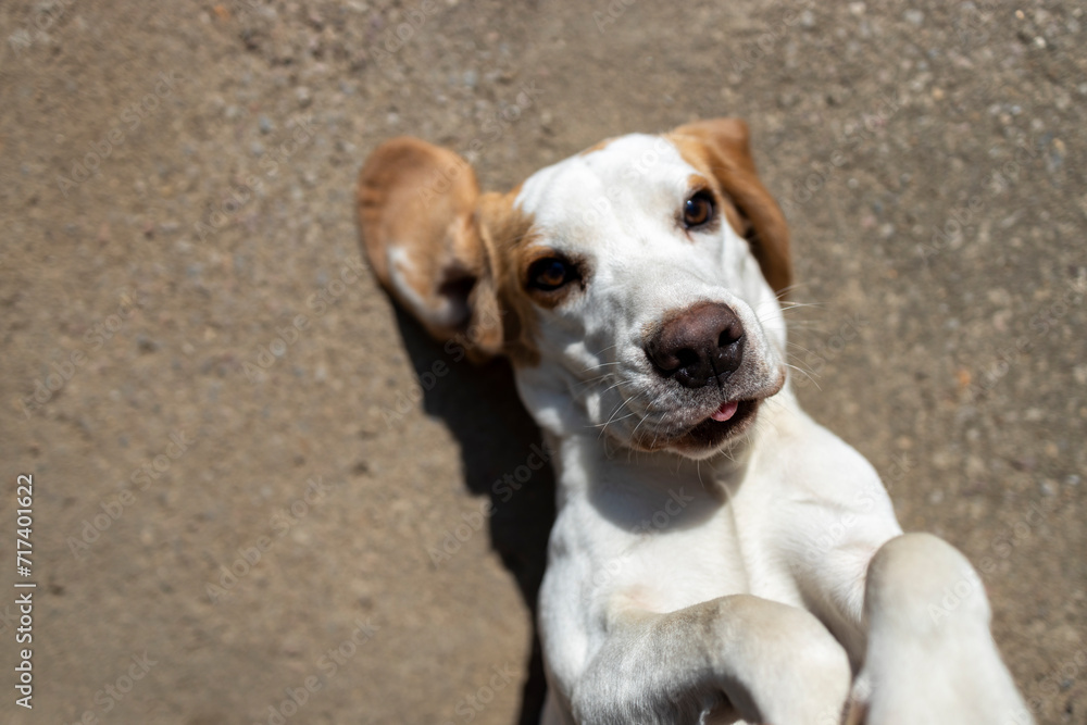 beautiful beagle dog isolated on white beautiful beagle dog isolated on white