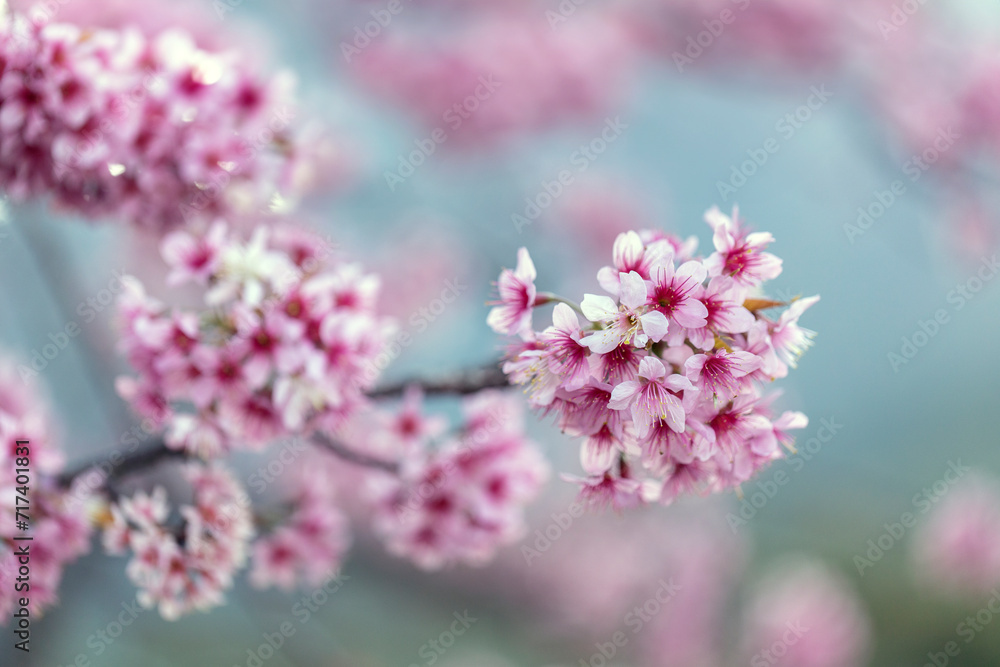 Closeup of Wild Himalayan Cherry (Prunus cerasoides) or thai sakura flower Closeup of Wild Himalayan Cherry (Prunus cerasoides) or thai sakura flower