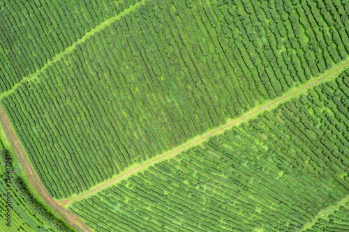 Aerail view Tea farm with sea of mist, green tree, blue mountain