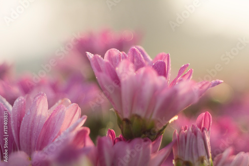 Group of yellow sun flower next to the road Field of orange petals of Opium poppy flower blooming on blurry green leaves under sunlight evening Close-up of flowering plant on field against sky 