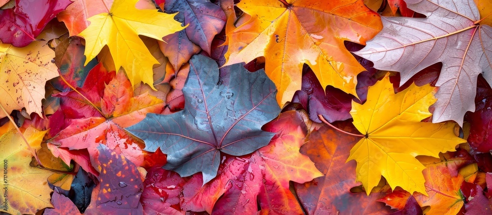 Photo shows a depiction of autumn with colorful leaves, representing a petition for summer joy.